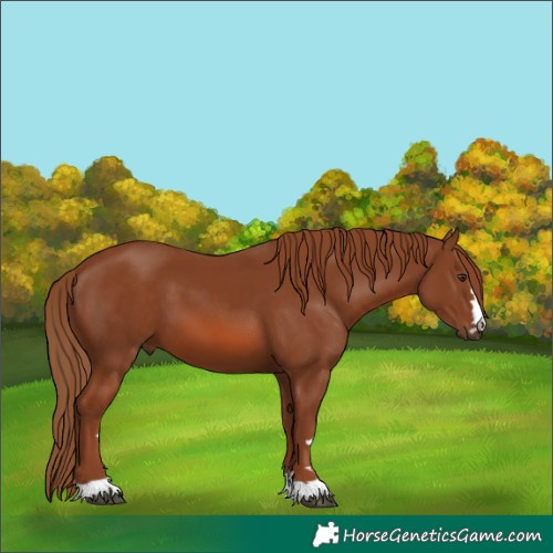 Horse Color:Unknown 