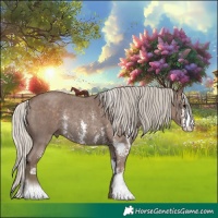 Horse Color:Silver Black Sabino Rabicano 