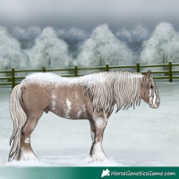 Horse Color:Silver Black Sabino Rabicano