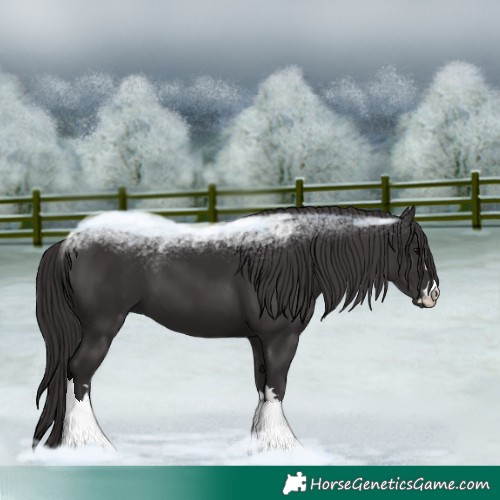 Horse Color:Smoky Black