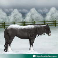 Horse Color:Smoky Black