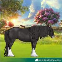 Horse Color:Smoky Black