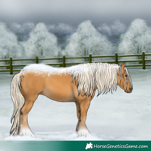 Horse Color:Palomino