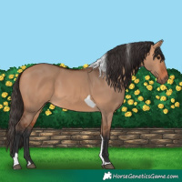 Horse Color:Bay Dun Tobiano 