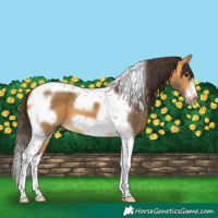 Horse Color:Buckskin Tobiano Frame