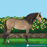Horse Color:Buckskin Dun 
