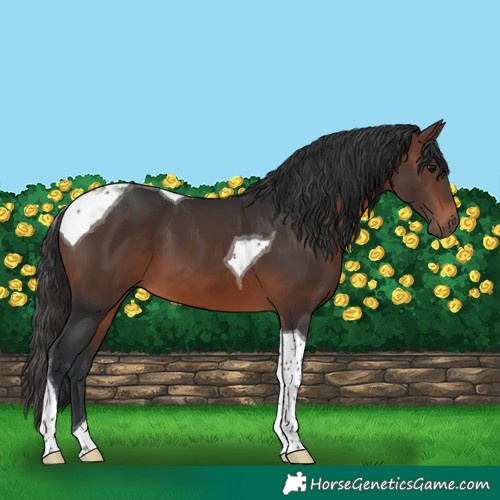 Horse Color:Brown Tobiano 