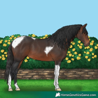 Horse Color:Brown Tobiano