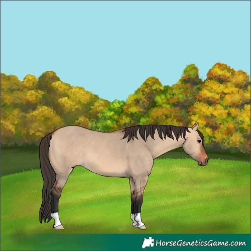 Horse Color:Bay Dun 