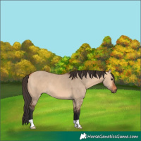 Horse Color:Bay Dun