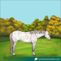 Horse Color:Bay Dun Appaloosa 