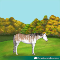 Horse Color:White Spotted Bay Dun Splash 