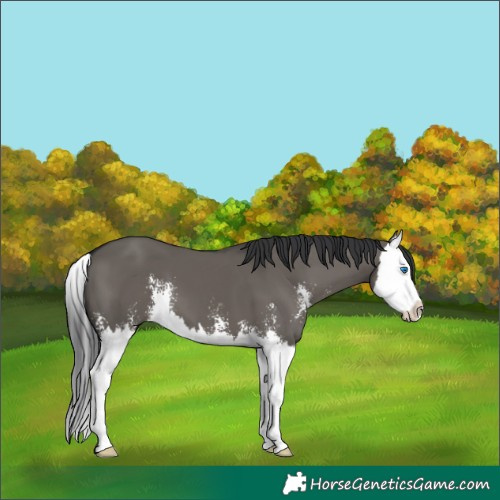 Horse Color:Grullo Sabino Splash