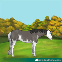 Horse Color:Grullo Sabino Splash 