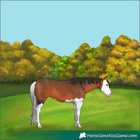 Horse Color:Bay Splash 