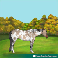 Horse Color:White Spotted Brown Dun 