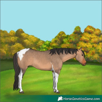 Horse Color:Brown Dun Tobiano
