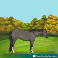 Horse Color:Grullo