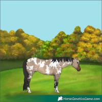 Horse Color:White Spotted Brown Dun