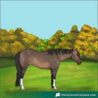 Horse Color:Brown Dun