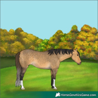 Horse Color:Buckskin Dun 