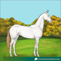 Horse Color:White Spotted Amber Champagne Roan Pearl Dun Rabicano 