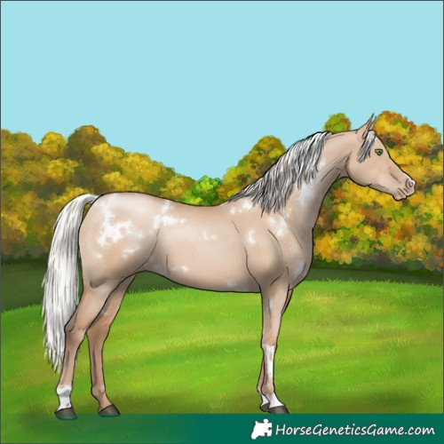 Horse Color:White Spotted Silver Grullo Pearl