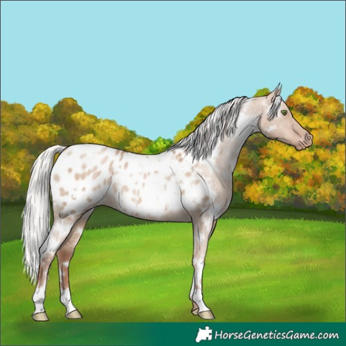 Horse Color:White Spotted Silver Grullo Pearl Appaloosa Rabicano Brindle