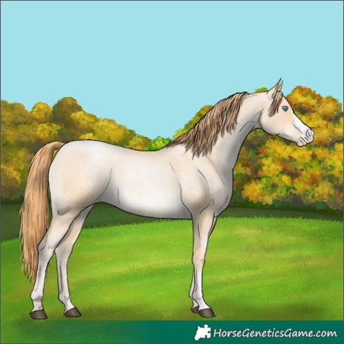 Horse Color:Buckskin Roan Pearl Sabino Rabicano 