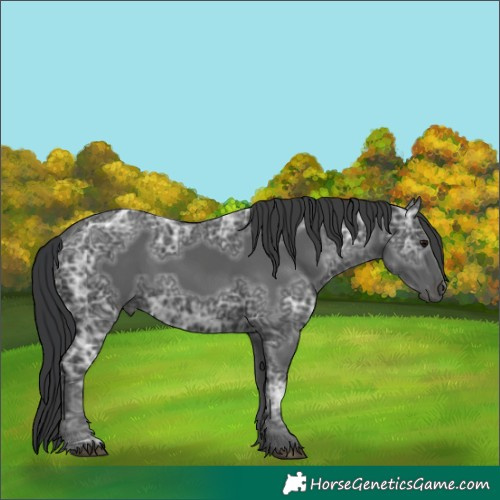 Horse Color:Black Ice 