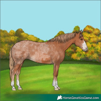 Horse Color:Chestnut Ice 