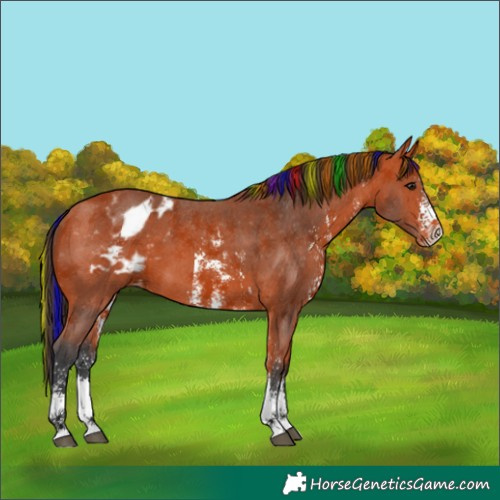 Horse Color:Painted Bay Sabino Appaloosa