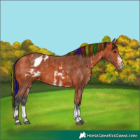 Horse Color:Painted Bay Sabino Appaloosa
