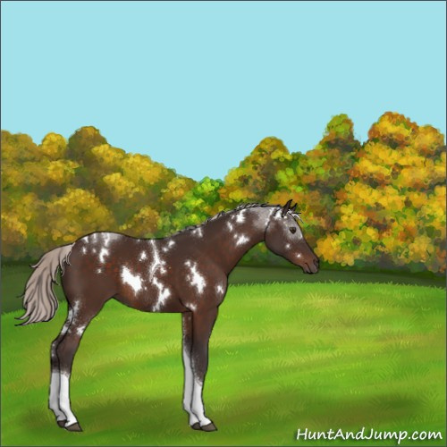 Horse Color:White Spotted Silver Brown Tobiano Rabicano 