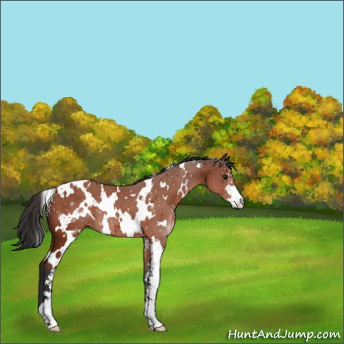Horse Color:White Spotted Brown Sabino 