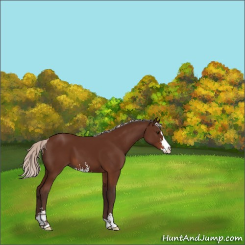 Horse Color:Silver Brown Sabino 