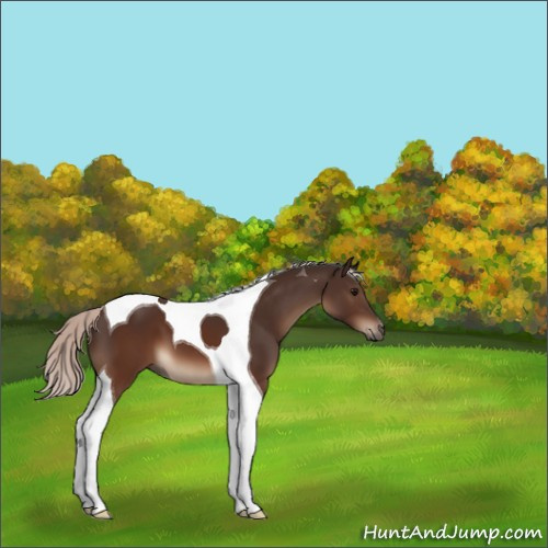 Horse Color:Silver Brown Tobiano 