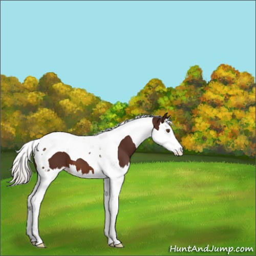 Horse Color:Silver Brown Splash Tobiano 