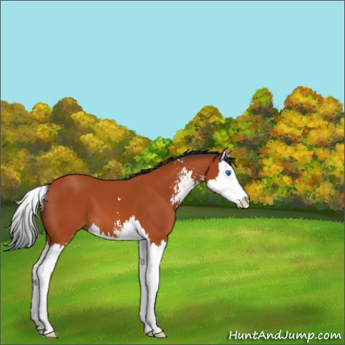 Horse Color:Brown Sabino Splash 