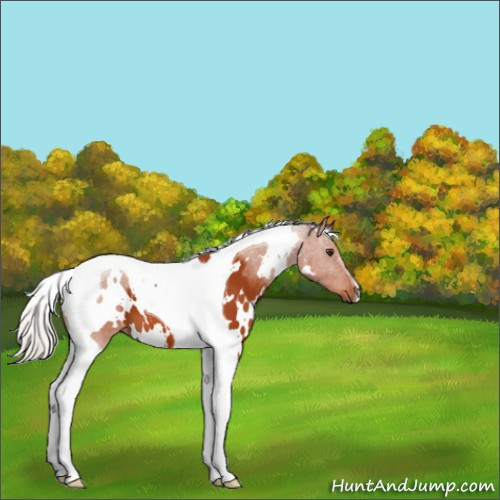 Horse Color:White Spotted Silver Brown Tobiano 