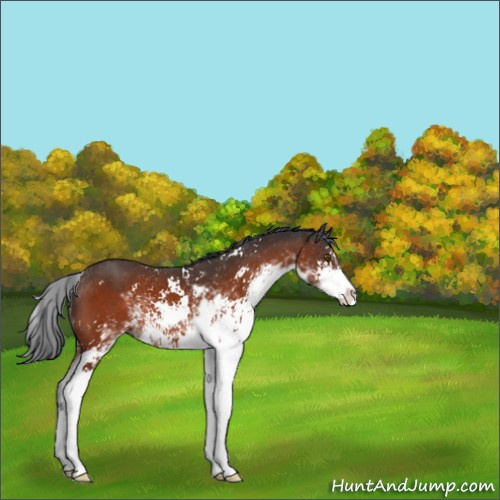 Horse Color:Brown Sabino 