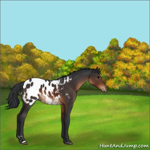 Horse Color:Brown Sabino Appaloosa 