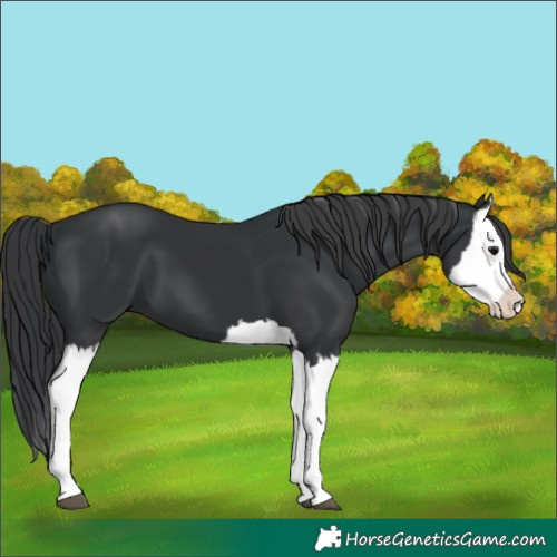 Horse Color:Black Splash 
