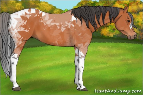 Horse Color:Bay Tobiano 