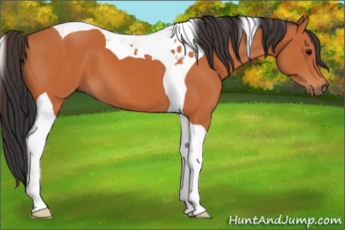 Horse Color:Bay Tobiano 