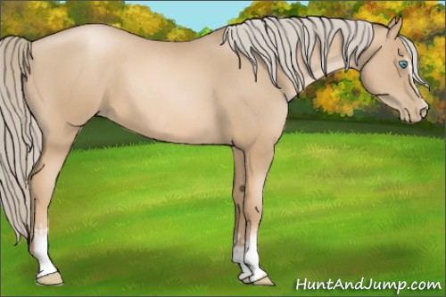 Horse Color:White Spotted Chocolate Palomino Pearl Rabicano 