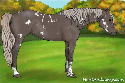 Horse Color:White Spotted Silver Black Tobiano Rabicano 