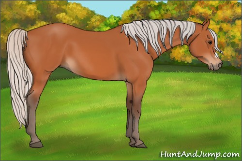 Horse Color:Silver Bay 