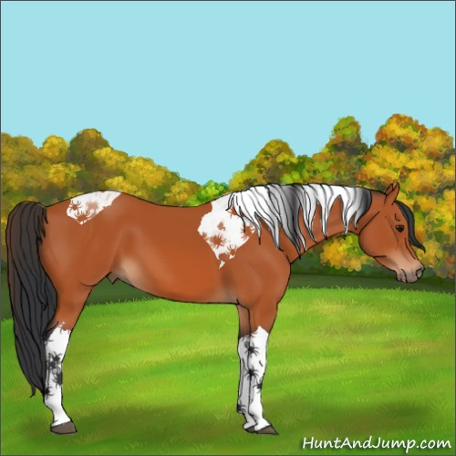 Horse Color:Bay Tobiano 