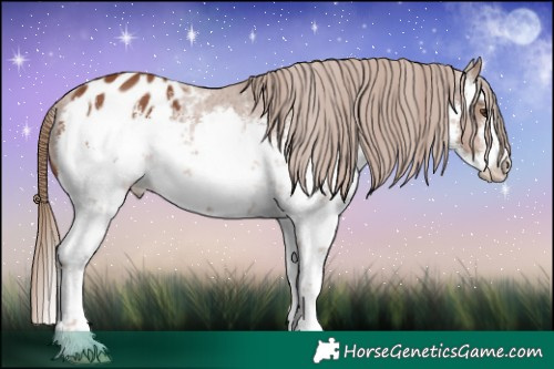 Horse Color:White Spotted Chestnut Appaloosa 